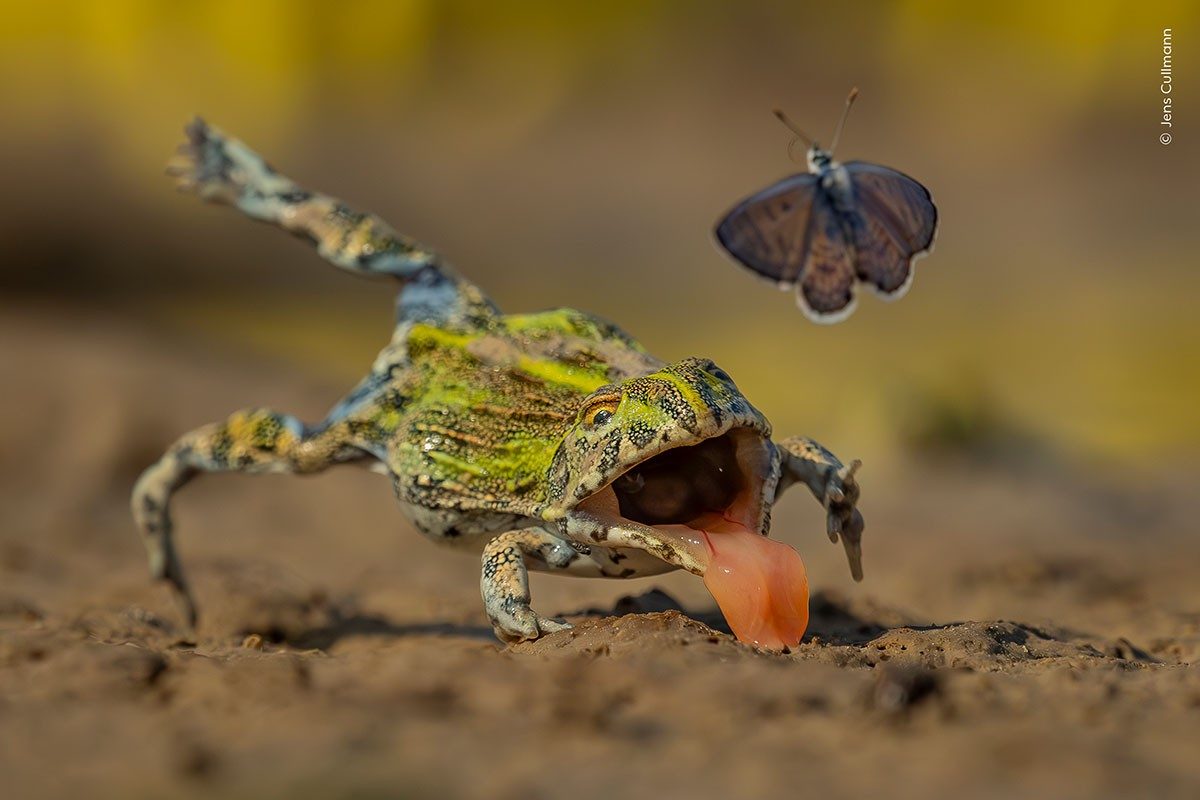 Frog and butterfly, wildlife photograph